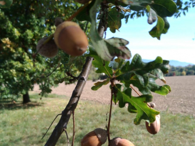 AMBIENTE Nell'oasi naturalistica di San Donato spunta un cigno