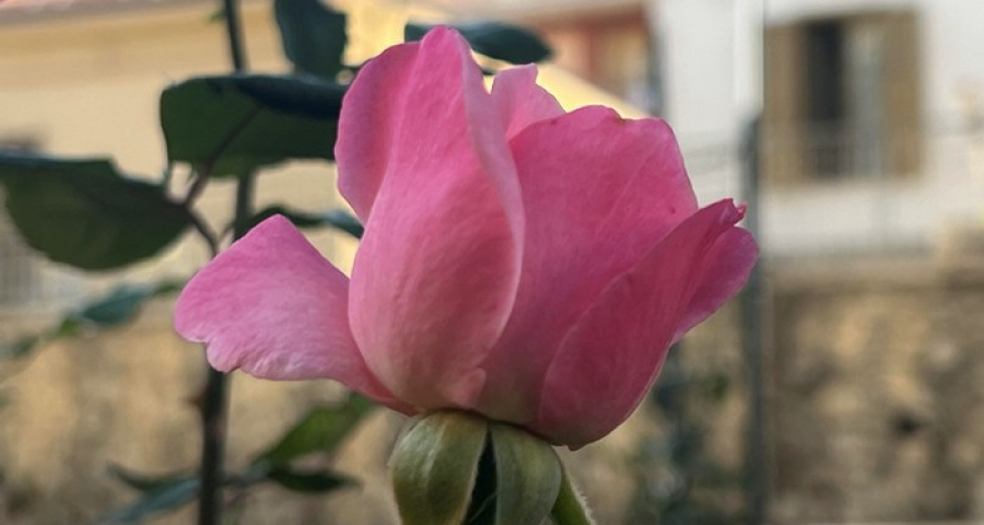 Sabedoria e humildade no feminino,  garantias de custódia do sagrado