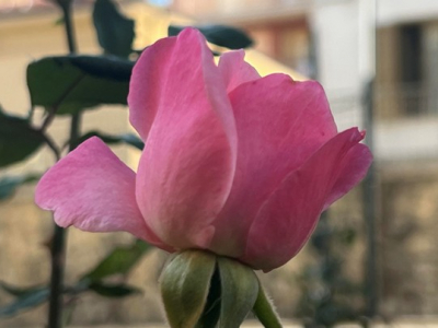 Sabedoria e humildade no feminino,  garantias de custódia do sagrado