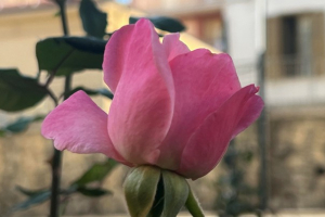 Sabedoria e humildade no feminino,  garantias de custódia do sagrado