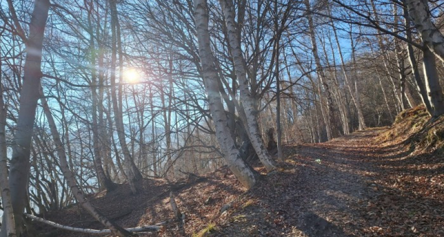 La società degli alberi cerca la condivisione