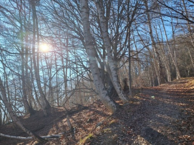 La società degli alberi cerca la condivisione