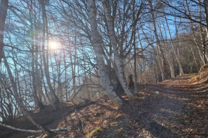 La società degli alberi cerca la condivisione