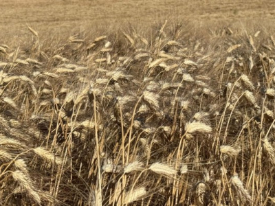 Relational goods against envy: how the Jubilee changes society