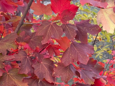 L'amour n’est pas seulement Éros, mais aussi une liberté responsable
