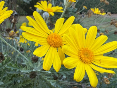 La competenza dei poveri