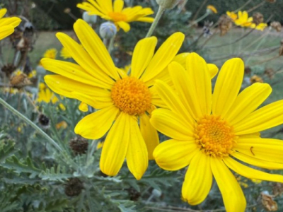 A competência dos pobres