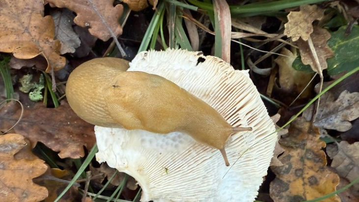 Il Black Friday: idoli e colpa nel carrello