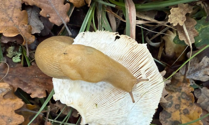 El Black Friday: ídolos y culpa en el carrito de compras