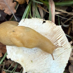 El Black Friday: ídolos y culpa en el carrito de compras