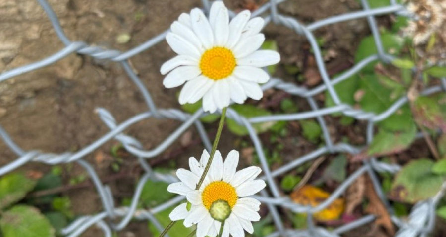 Frati mendicanti, i primi maestri di economia