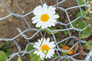 Frati mendicanti, i primi maestri di economia