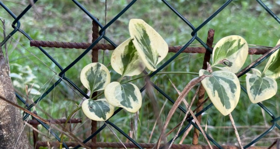 La Dottrina che guardava al Medio Evo ha generato opere e sussidiarietà