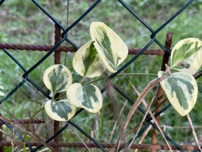 La doctrine qui se référait au Moyen Âge a donné naissance à des œuvres et à la subsidiarité