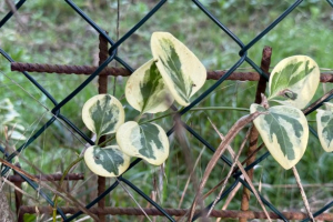 La Dottrina che guardava al Medio Evo ha generato opere e sussidiarietà
