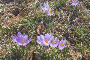 Il Concilio, una “risurrezione”. E il mondo non è più un nemico