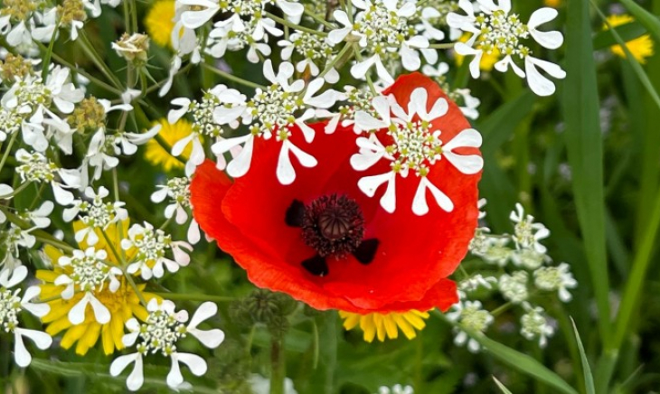 O corporativismo e a armadilha perfeita em que muitos caíram (incluindo católicos)