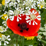 O corporativismo e a armadilha perfeita em que muitos caíram (incluindo católicos)