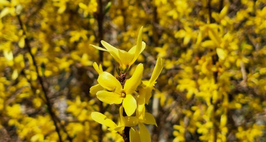 Lebret and Vatican II in the Global Church