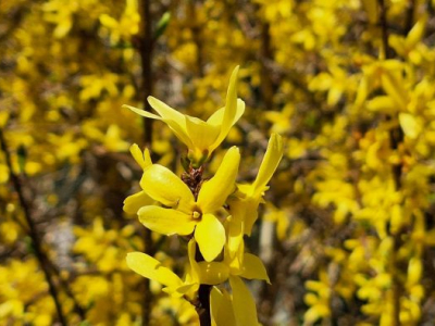 Lebret and Vatican II in the Global Church