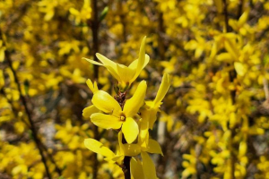 Lebret and Vatican II in the Global Church